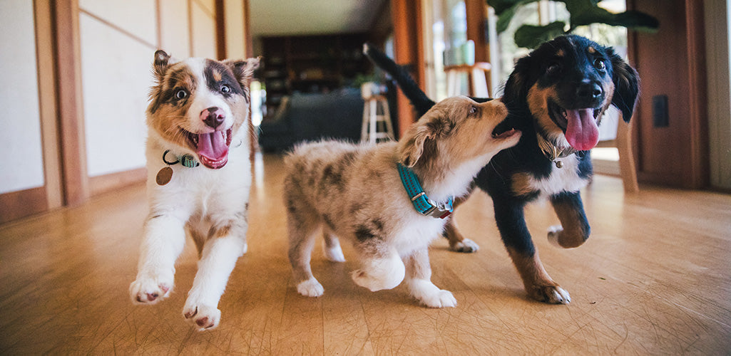 Wie Hunde und Welpen schlafen